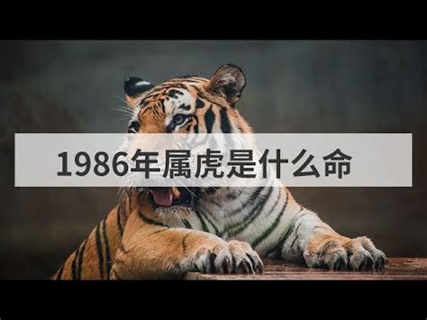 1986年屬虎|1986年屬虎是什麼命？最全虎命命相批註！